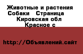 Животные и растения Собаки - Страница 2 . Кировская обл.,Красное с.